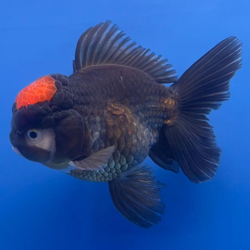Thai Oranda Black Body Red Cap 3.5" Body Male (CK-533)R1B07