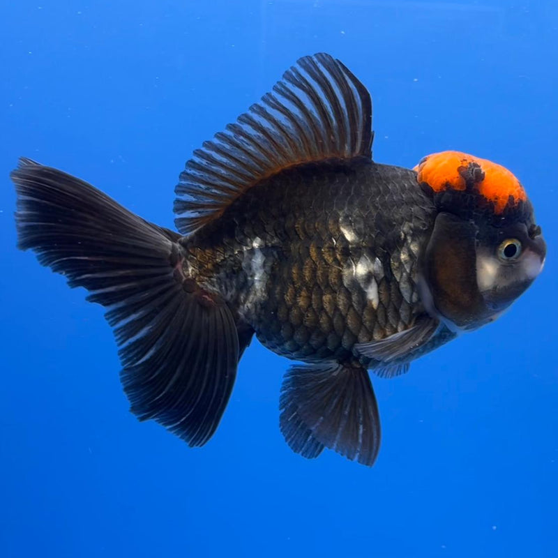 Thai Oranda Tri-Color 4" Body Female (CK-535)R1B07