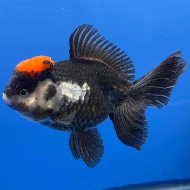 Thai Oranda Tri-Color 4" Body Female (CK-535)R1B07