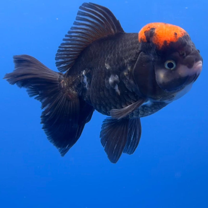 Thai Oranda Tri-Color 4" Body Female (CK-535)R1B07