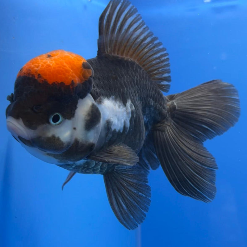 Thai Oranda Tri-Color 4" Body Female (CK-535)R1B07