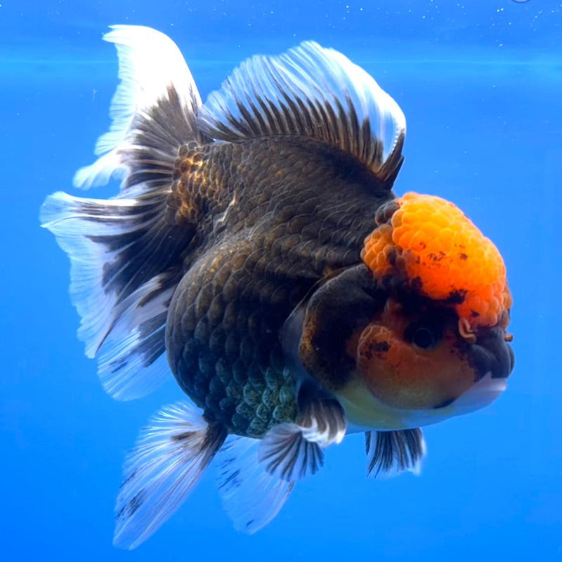Thai Oranda Black Body Red Cap 4" Body Male (CK-537)R1B07