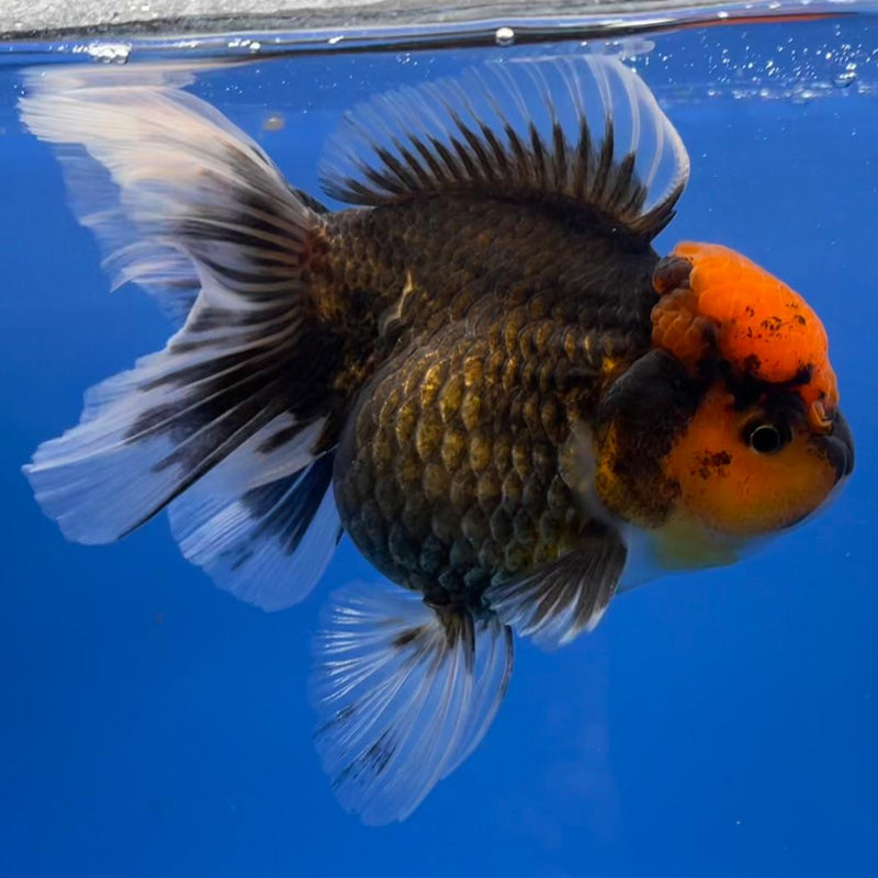 Thai Oranda Black Body Red Cap 4" Body Male (CK-537)R1B07