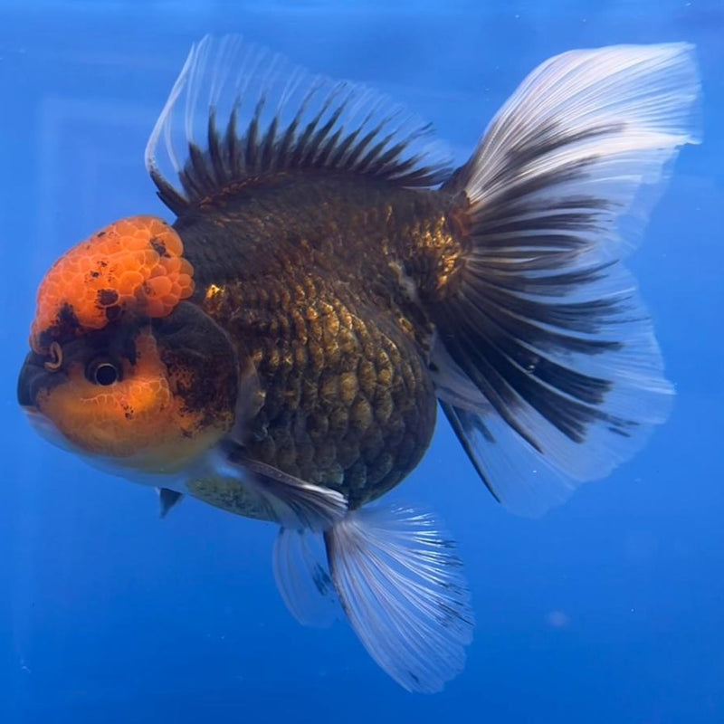 Thai Oranda Black Body Red Cap 4" Body Male (CK-537)R1B07