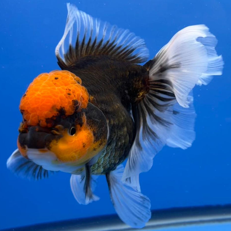 Thai Oranda Black Body Red Cap 4" Body Male (CK-537)R1B07