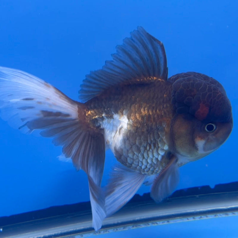 Thai Oranda Tri-Color 4" Body Male (CK-539)R1B07