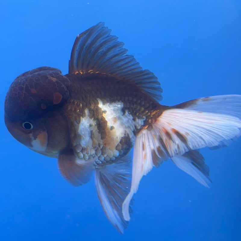 Thai Oranda Tri-Color 4" Body Male (CK-539)R1B07