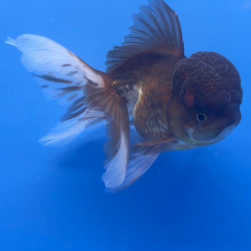 Thai Oranda Tri-Color 4" Body Male (CK-539)R1B07