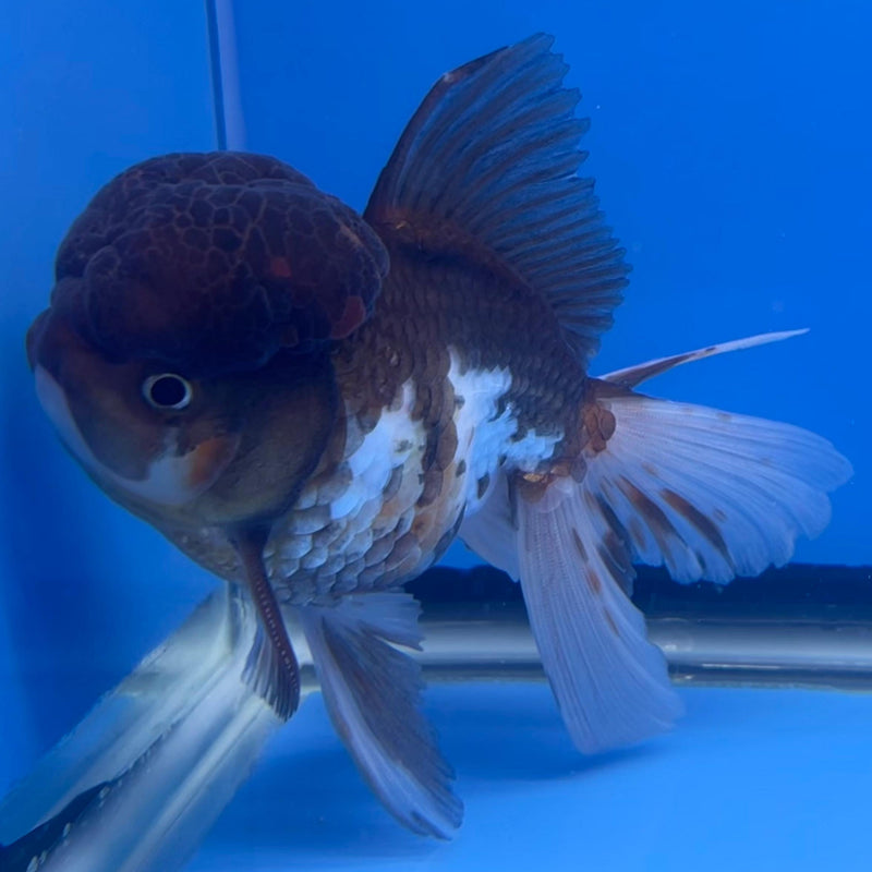 Thai Oranda Tri-Color 4" Body Male (CK-539)R1B07