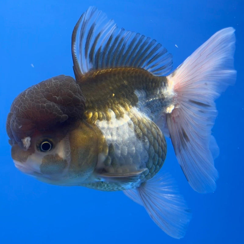 Thai Oranda Panda 4" Body Female (CK-540)R1B07