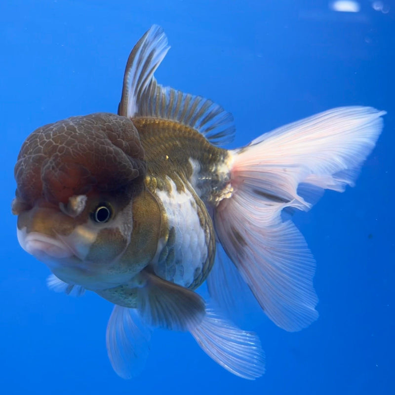 Thai Oranda Panda 4" Body Female (CK-540)R1B07