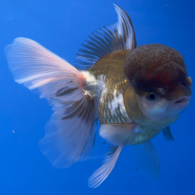 Thai Oranda Panda 4" Body Female (CK-540)R1B07