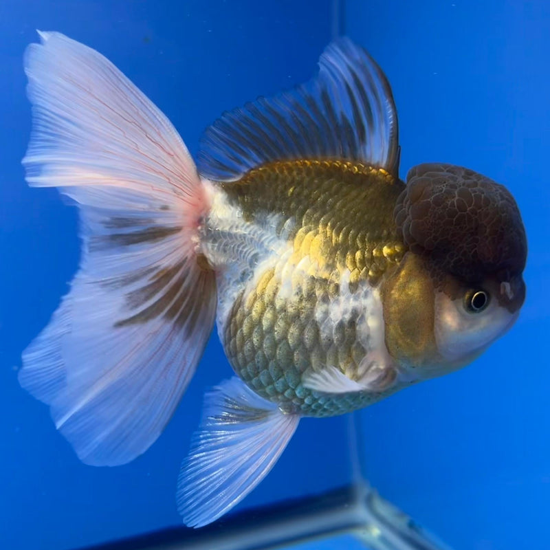 Thai Oranda Panda 4" Body Female (CK-540)R1B07