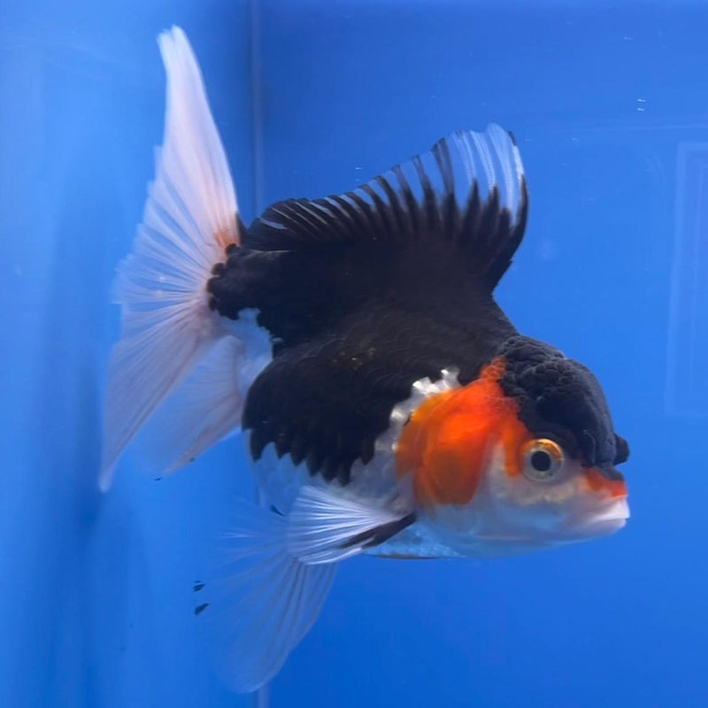 Thai Oranda Tri-Color 3" Body Female (CK-541)R3A15