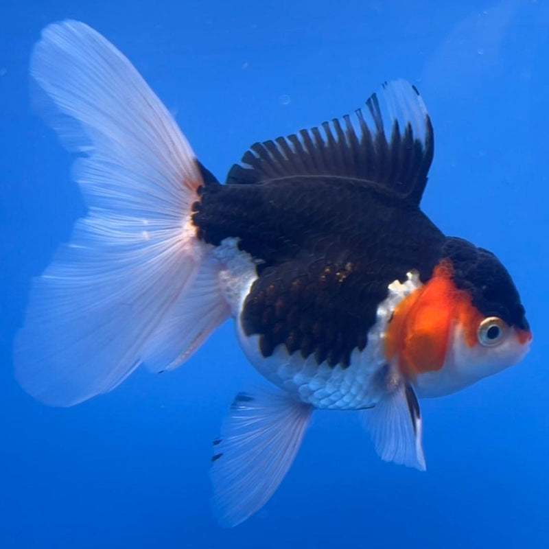 Thai Oranda Tri-Color 3" Body Female (CK-541)R3A15