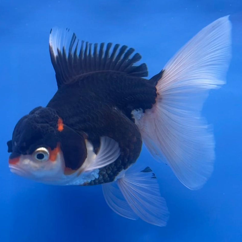 Thai Oranda Tri-Color 3" Body Female (CK-541)R3A15