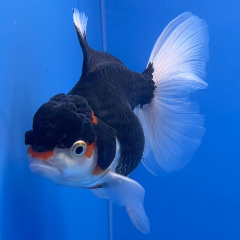 Thai Oranda Tri-Color 3" Body Female (CK-541)R3A15