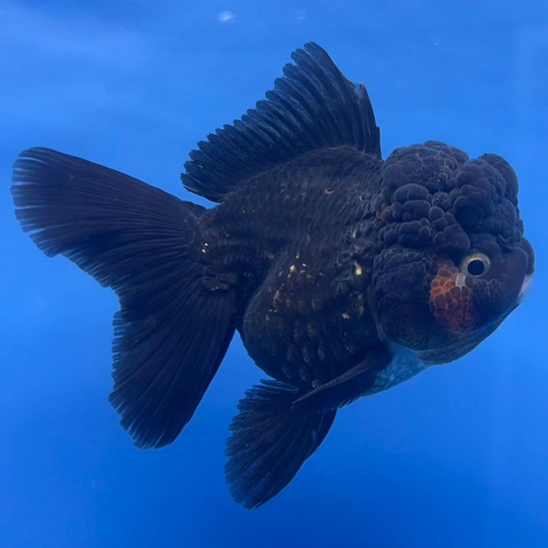 Thai Oranda Full Black 3" Body Male (CK-548)R3A12