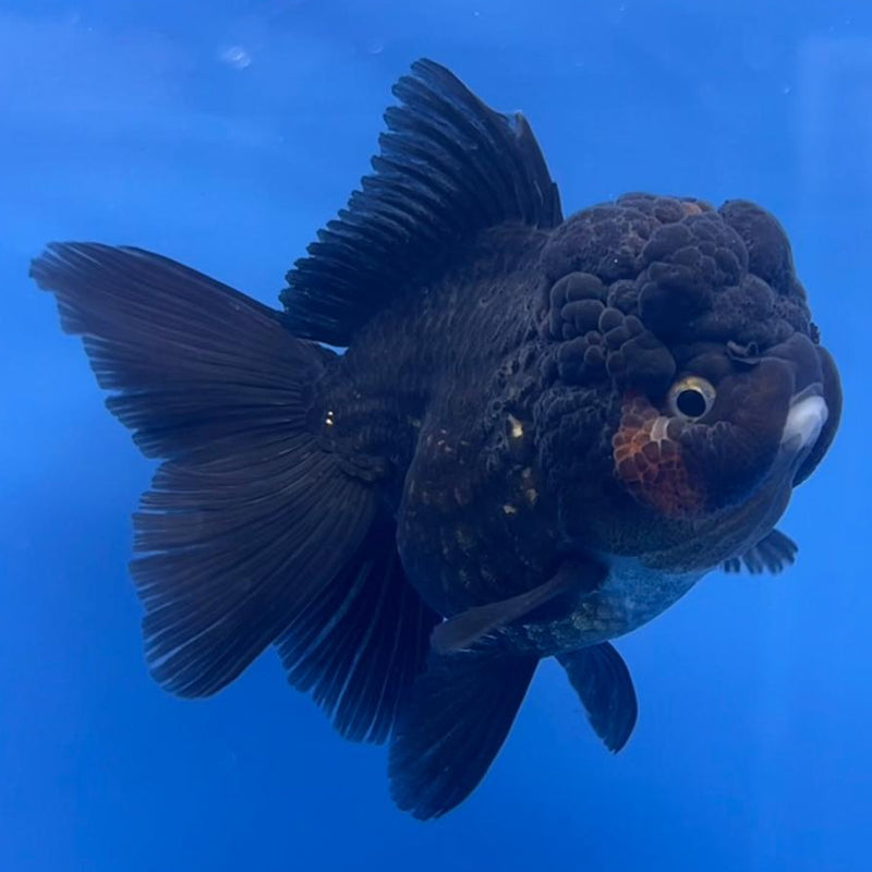 Thai Oranda Full Black 3" Body Male (CK-548)R3A12