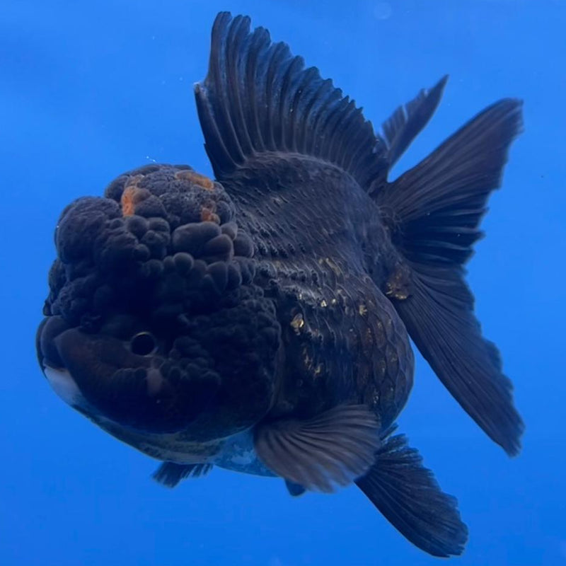 Thai Oranda Full Black 3" Body Male (CK-548)R3A12