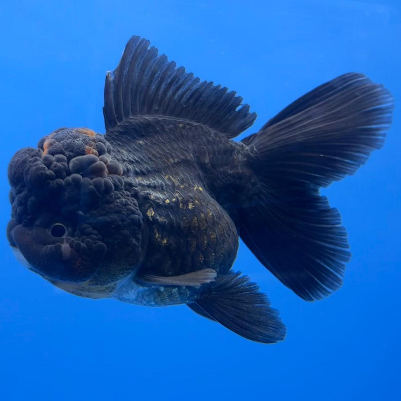 Thai Oranda Full Black 3" Body Male (CK-548)R3A12