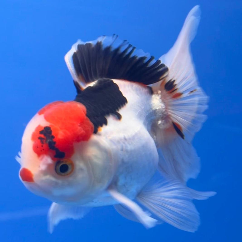 Thai Oranda Tri-Color 3" Body Male (CK-550)R3A10