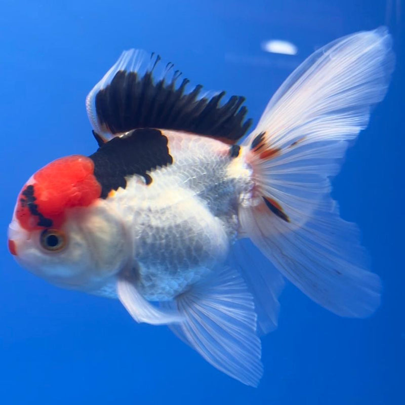 Thai Oranda Tri-Color 3" Body Male (CK-550)R3A10