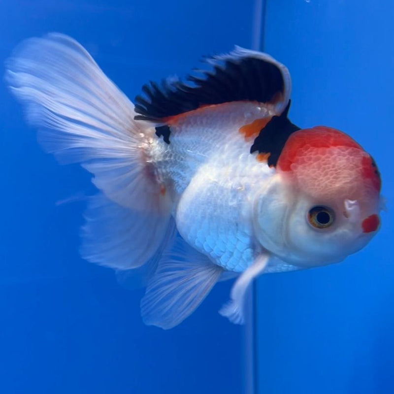 Thai Oranda Tri-Color 3" Body Male (CK-550)R3A10