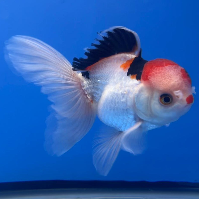 Thai Oranda Tri-Color 3" Body Male (CK-550)R3A10