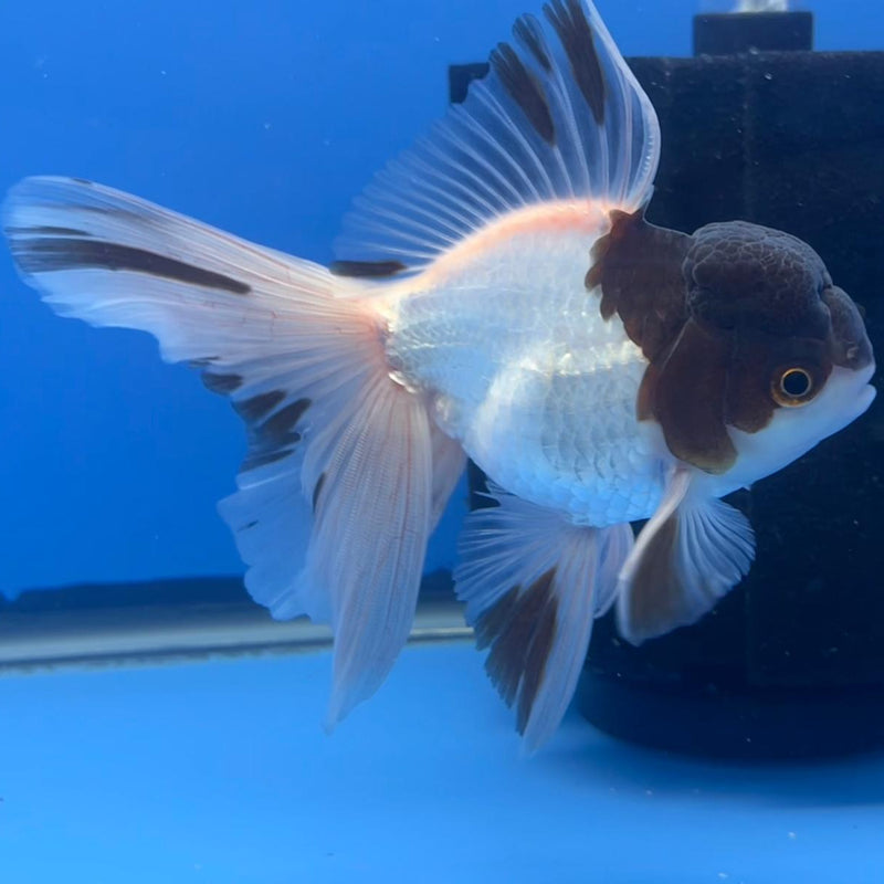 Thai Oranda Panda 3" Body Male (CK-551)R3A09