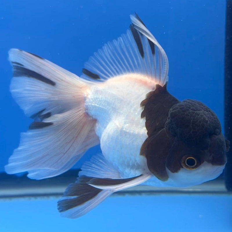 Thai Oranda Panda 3" Body Male (CK-551)R3A09