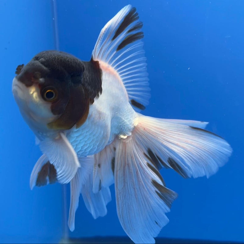 Thai Oranda Panda 3" Body Male (CK-551)R3A09