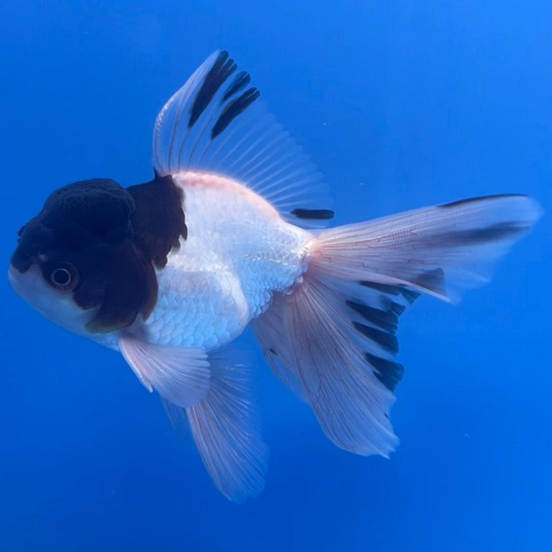 Thai Oranda Panda 3" Body Male (CK-551)R3A09