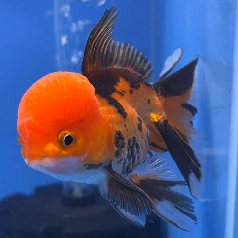 Thai Oranda Apache 3" Body Male (CK-553)R3A09