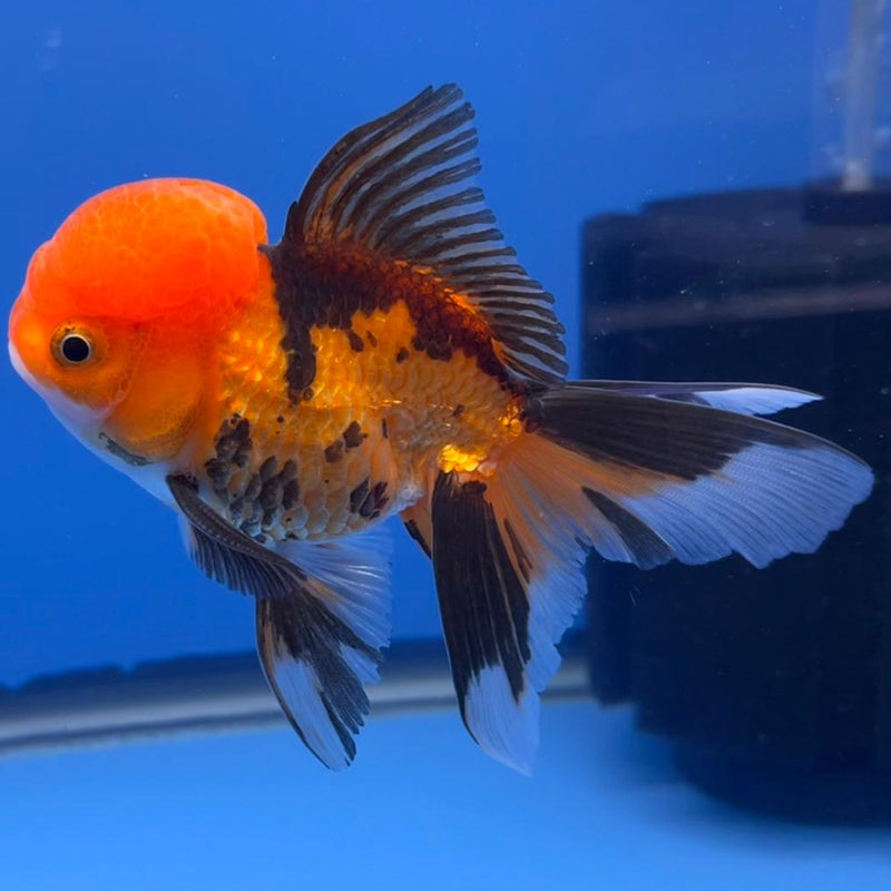 Thai Oranda Apache 3" Body Male (CK-553)R3A09