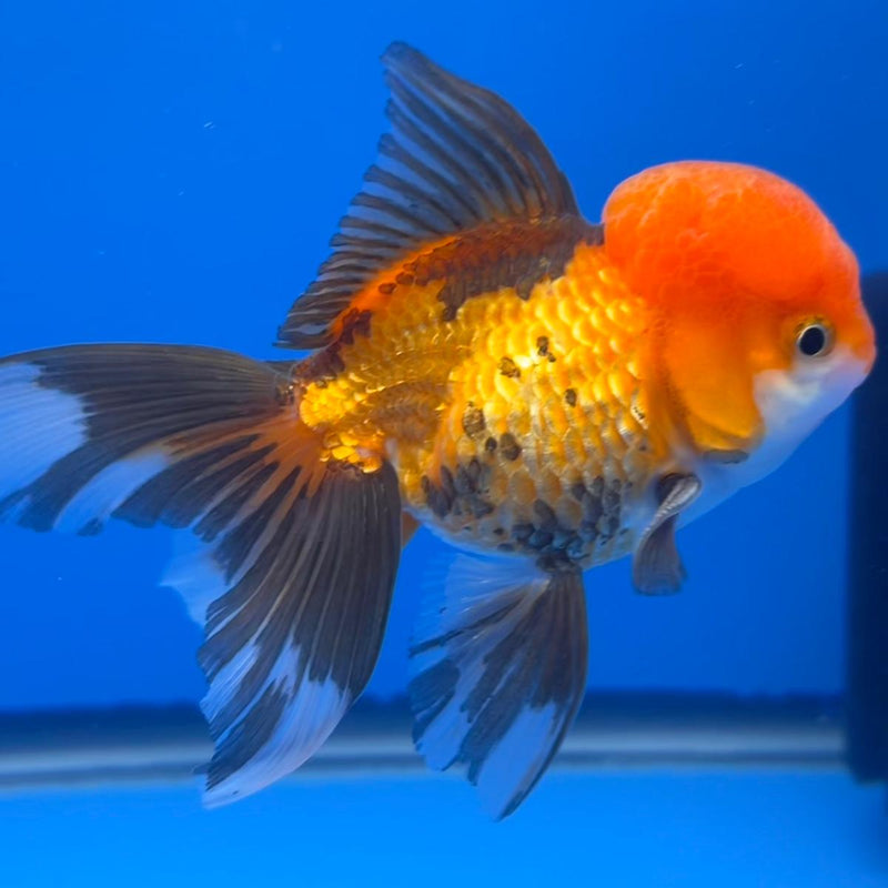 Thai Oranda Apache 3" Body Male (CK-553)R3A09