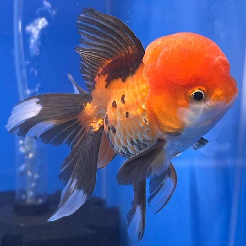 Thai Oranda Apache 3" Body Male (CK-553)R3A09