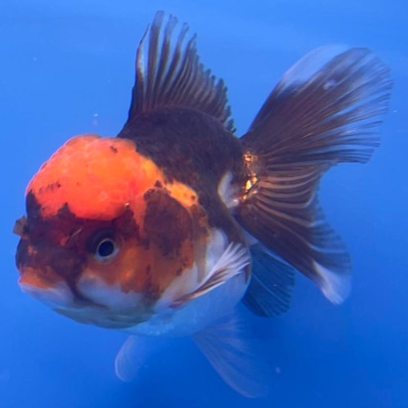 Thai Oranda Tri-Color 3" Body Female (CK-554)R3A07