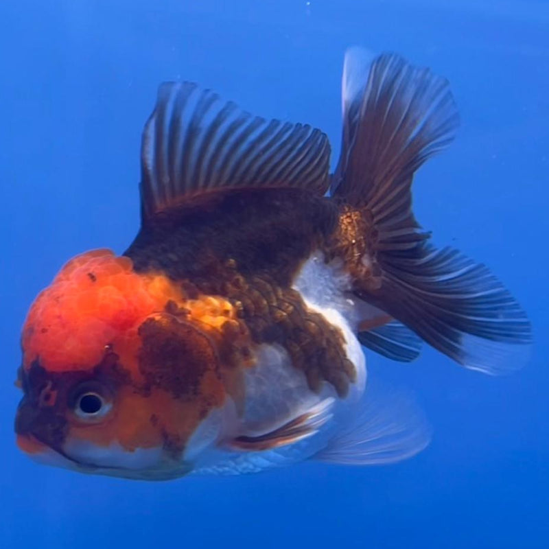 Thai Oranda Tri-Color 3" Body Female (CK-554)R3A07
