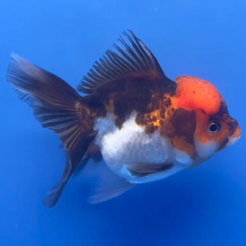 Thai Oranda Tri-Color 3" Body Female (CK-554)R3A07