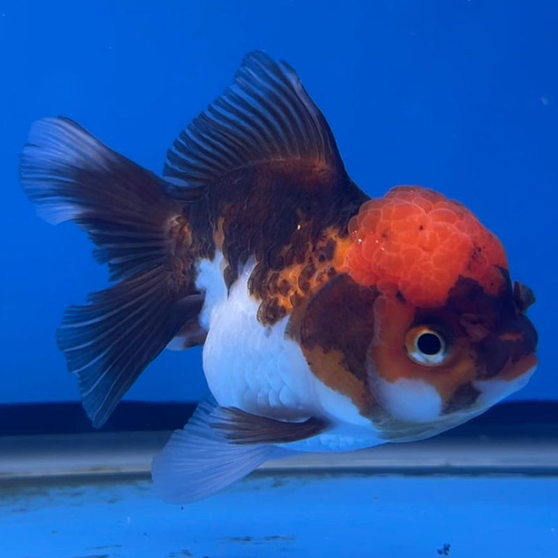 Thai Oranda Tri-Color 3" Body Female (CK-554)R3A07