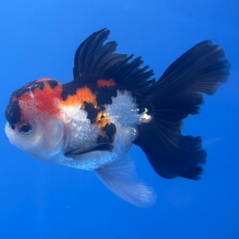 Thai Oranda Tri-Color 3" Body Male (CK-556)R3A07