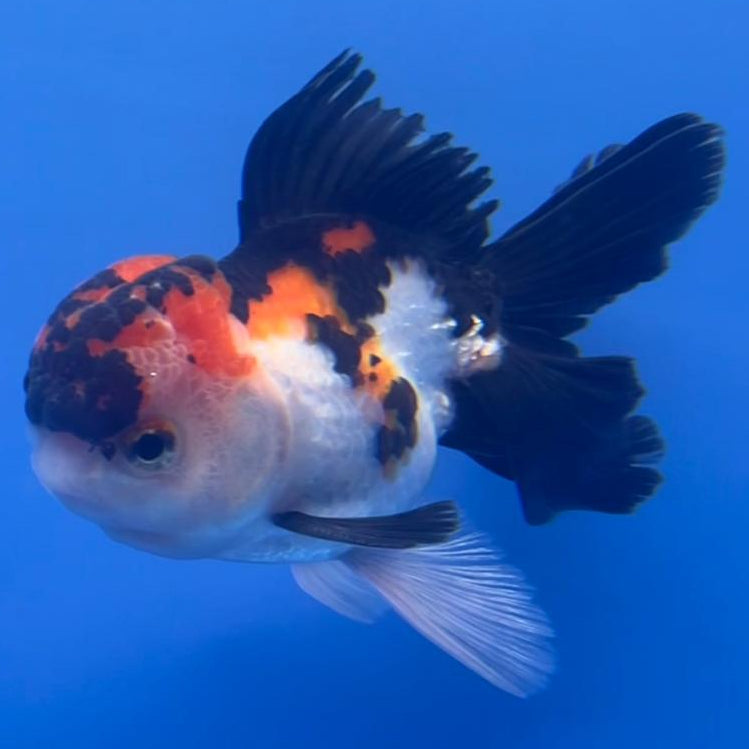 Thai Oranda Tri-Color 3" Body Male (CK-556)R3A07
