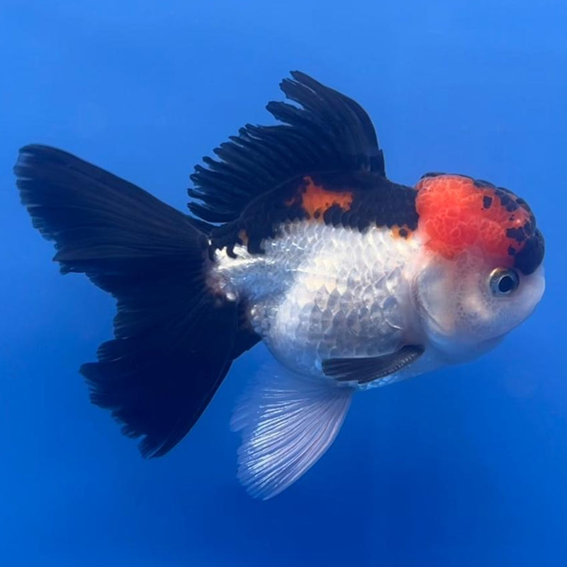 Thai Oranda Tri-Color 3" Body Male (CK-556)R3A07