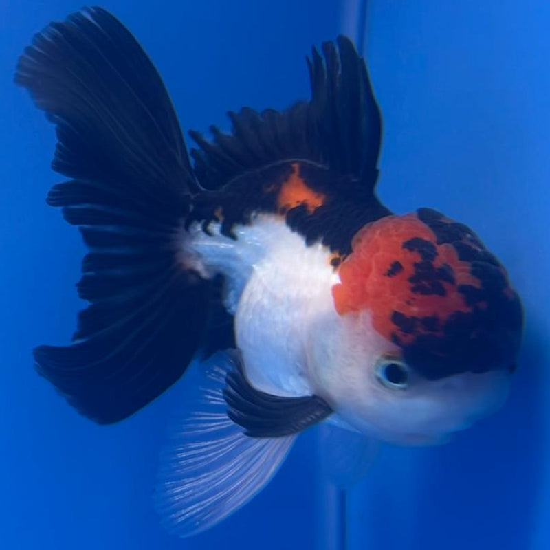 Thai Oranda Tri-Color 3" Body Male (CK-556)R3A07