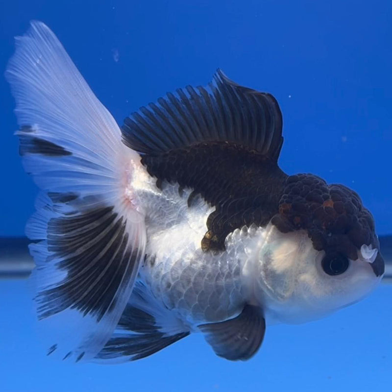 Thai Oranda Panda 3" Body Female (CK-557)R3A07