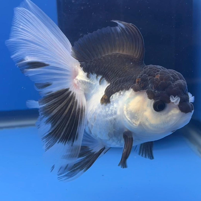 Thai Oranda Panda 3" Body Female (CK-557)R3A07