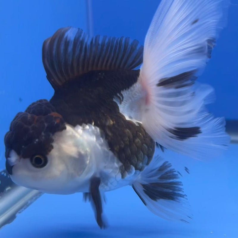 Thai Oranda Panda 3" Body Female (CK-557)R3A07