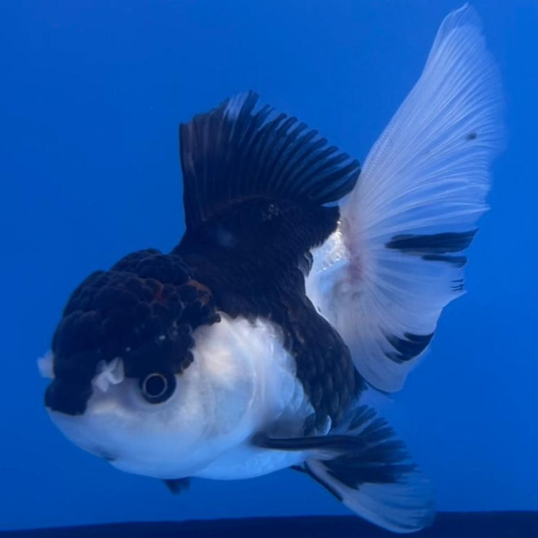 Thai Oranda Panda 3" Body Female (CK-557)R3A07