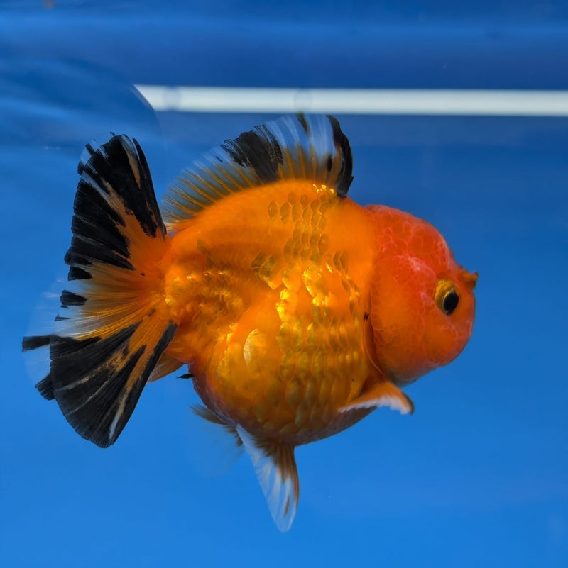 (DR-005) Thai Fancy Tiger Oranda 2.5" Female R3B06